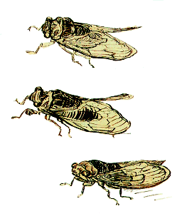 Этюд для трех рисунков цикад
